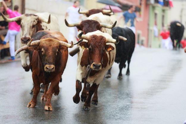 Gonitwa byków w Hiszpanii /Shutterstock