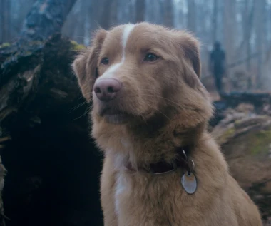 "Good Boy" [trailer]