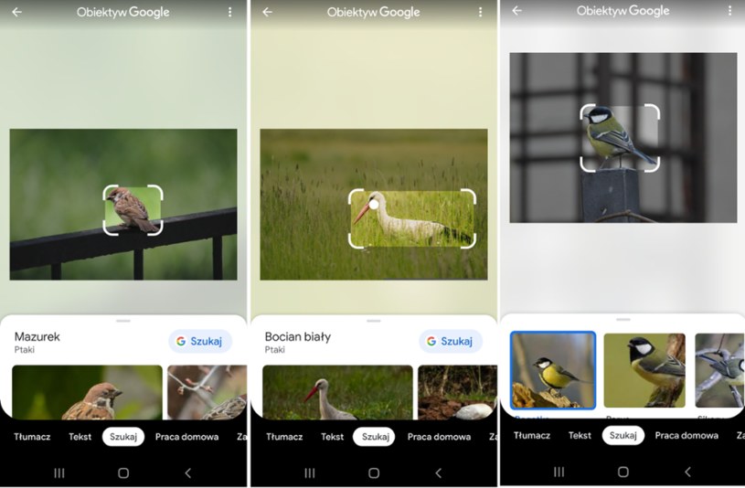 Google Lens również bezbłędnie rozpoznał wszystkie gatunki ptaków. Ale tym razem ze zdjęć /Karol Kubak /domena publiczna