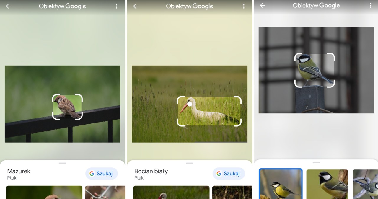 Google Lens również bezbłędnie rozpoznał wszystkie gatunki ptaków. Ale tym razem ze zdjęć /Karol Kubak /domena publiczna