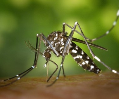 Google rusza na walkę z komarami. Startuje prognoza owadów