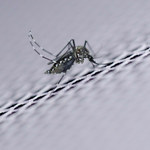 Google wypuszcza w Kalifornii sterylne komary
