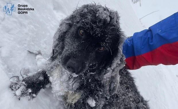 GOPR znalazł psa w rejonie Babiej Góry. Trwają poszukiwania właściciela