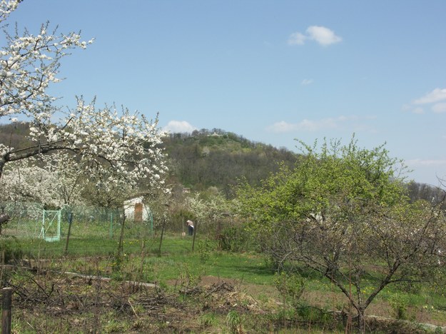 Góra Krzyżowa /UM Strzegom /