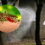 Gorączka Denga i Zachodniego Nilu w Polsce? Winne są zmiany klimatu 