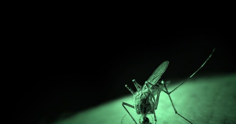 Gorączkę Denga da się powstrzymać. Wystarczy komary zarazić pospolitą bakterią /123RF/PICSEL