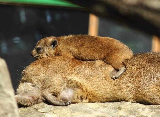 Góralki w stołecznym zoo /Zoo Warszawa /Materiały prasowe