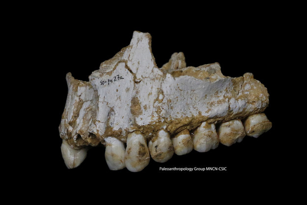 Górna szczęka z jaskini El Sidron. Jej analiza pokazała, że ten osobnik leczył się kwasem salicylowym i penicyliną /Paleoanthropology Group MNCN-CSIC /materiały prasowe