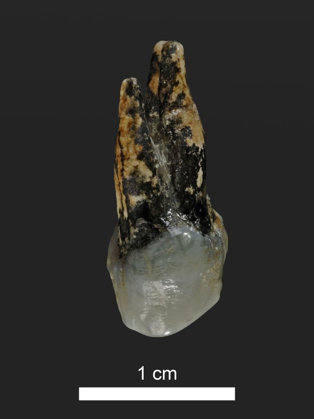 Górny ząb trzonowy Graecopithecusa z Azmaki w Bułgarii /Wolfgang Gerber, University of Tübingen /materiały prasowe