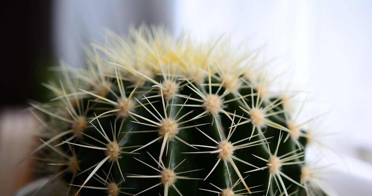 Горщик для кактуса не повинен бути занадто великим або глибоким. Він обов’язково має мати дренажні отвори /pixabay.com