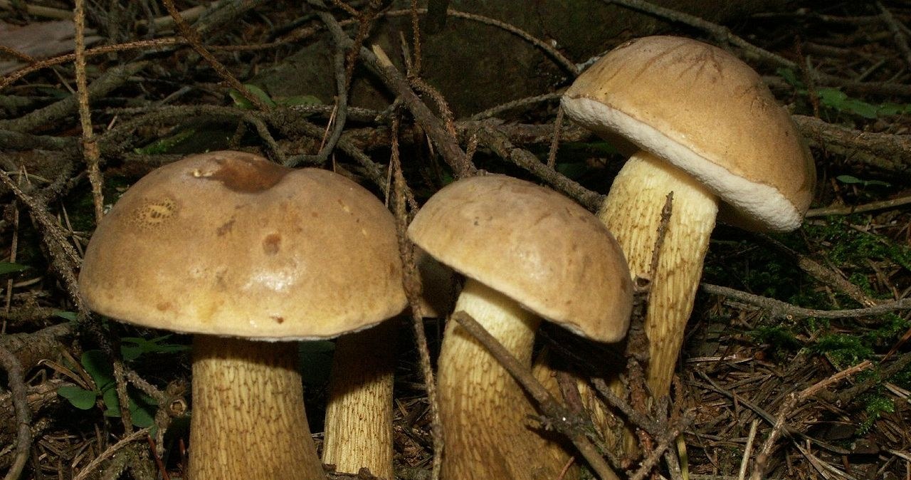 Goryczaki żółciowe /Wikimedia