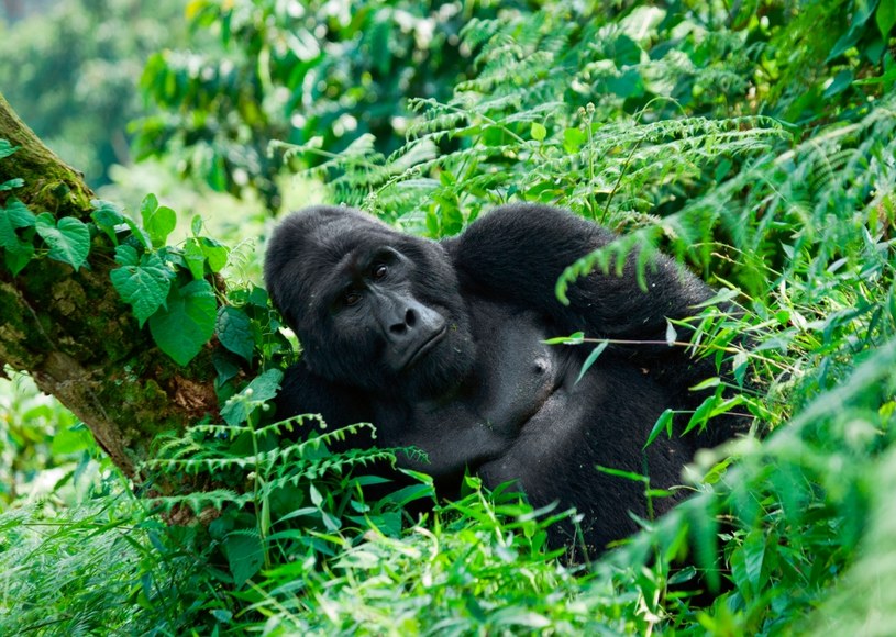 Goryl górski w Ugandzie /Andrey Gudkov /AFP