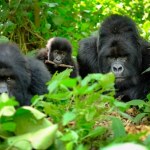 Goryle, człowieku. Naukowcy odkryli towarzyskie cechy u naszych krewniaków