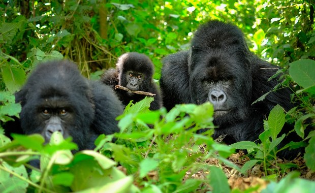 Goryle, człowieku. Naukowcy odkryli towarzyskie cechy u naszych krewniaków