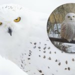 Gość jak z bajki przyleciał do Szczecina. Trop prowadzi do Niemiec