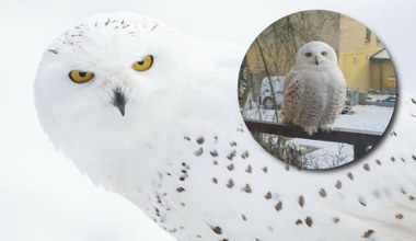 Gość jak z bajki przyleciał do Szczecina. Trop prowadzi do Niemiec