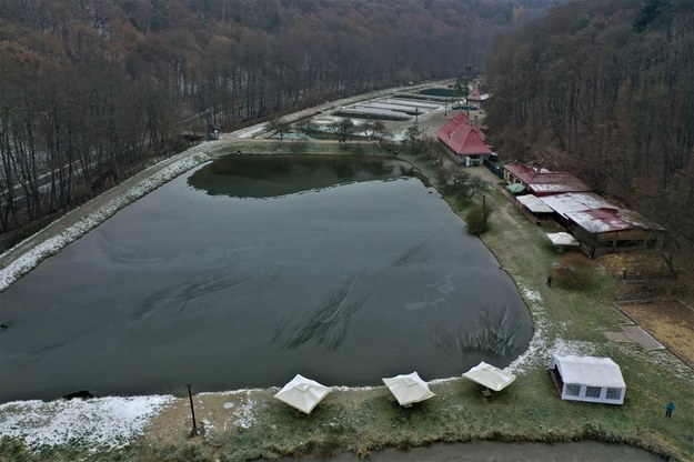 Gospodarstwo rybne w Dolinie Będkowskiej /Jacek Skóra /RMF FM