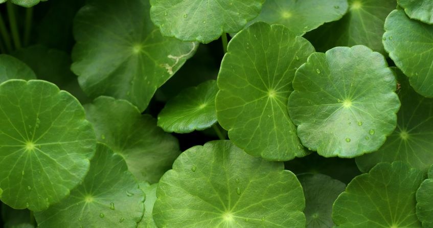 Gotu kola /&copy;123RF/PICSEL