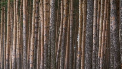 "GPC": PiS sięgnie po pieniądze Lasów Państwowych