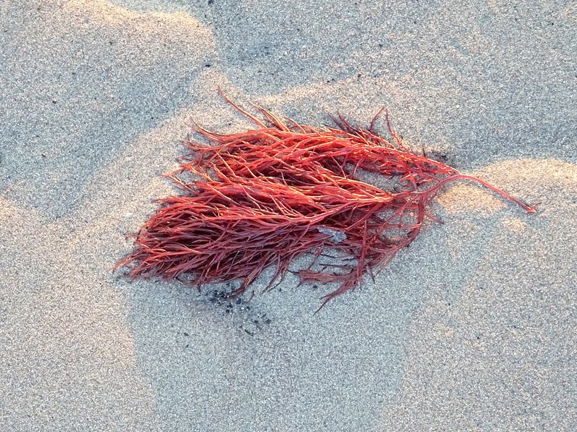 Gracilaria wyrzucona na plażę /123RF/PICSEL