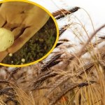 Grad wielkości piłek pingpongowych zniszczył uprawy