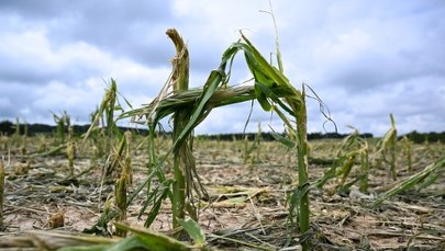 Gradobicie pustoszy sady i pola. Minister zapowiada walkę o dodatkowe wsparcie