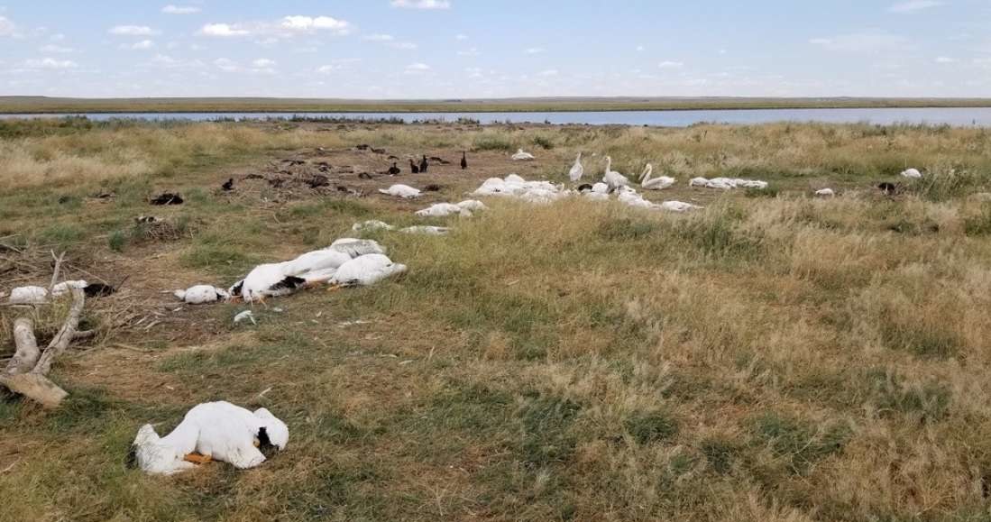 Gradobicie w Montanie zabiło ponad 11 000 ptaków. Fot. Montata.gov. /materiały prasowe