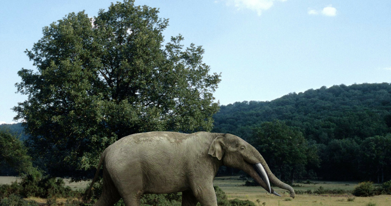 Grafika przedstawiająca nieżyjący już dziś gatunek Gomphotherium /East News