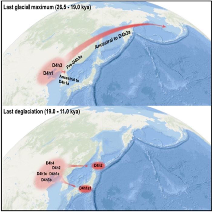 Grafiki przedstawiające trasy migracji epoki lodowcowej z północnych wybrzeży Chin do obu Ameryk i Japonii /Li et al. /domena publiczna