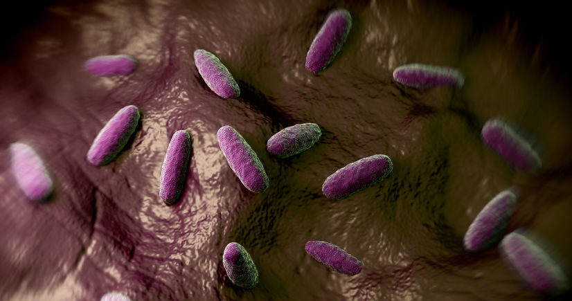 Gram-ujemne pałeczki Salmonella typhimurium /123RF/PICSEL