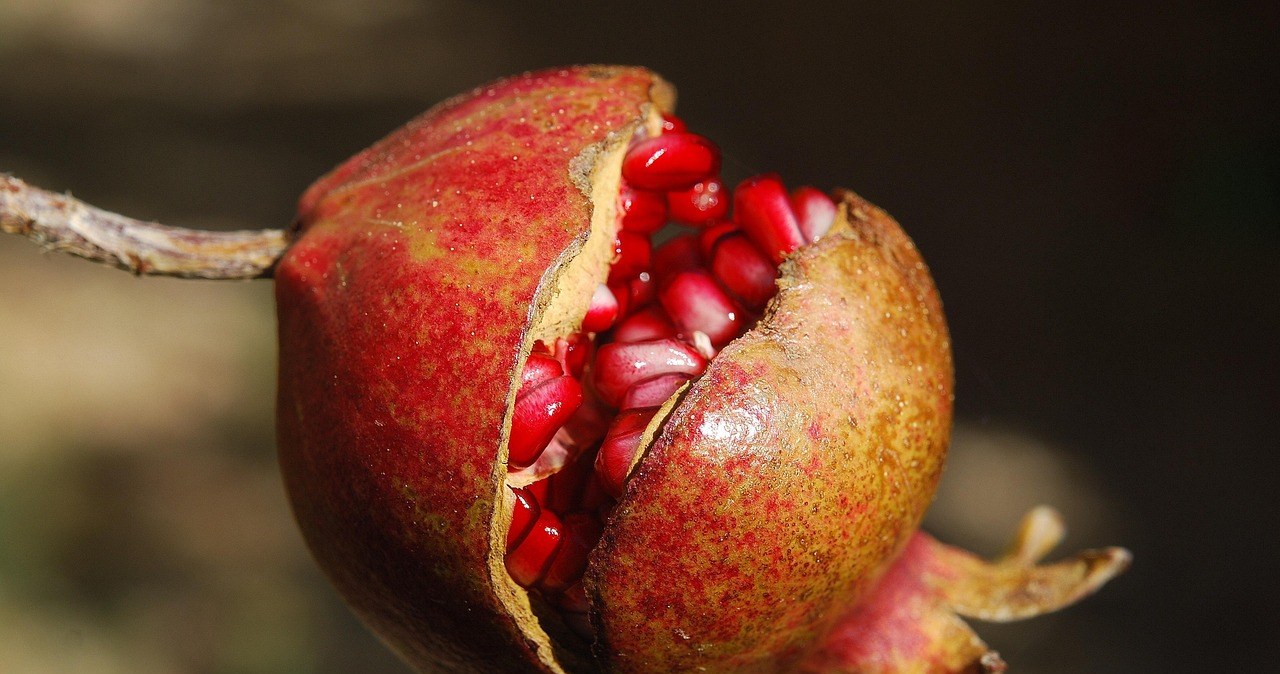 Гранат має протизапальні властивості, що важливо при багатьох хронічних захворюваннях /pixabay.com