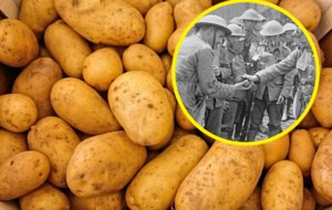 Granat z II wojny światowej znaleziony wśród ziemniaków w fabryce frytek