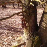 Pięć pocisków z czasów II wojny ktoś powiesił na drzewie w okolicach Słubic