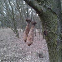 Pięć pocisków z czasów II wojny ktoś powiesił na drzewie w okolicach Słubic
