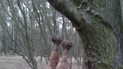 Granaty jak gruszki. Wisiały na drzewie