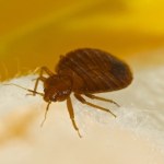 hotel Grasują w pokoju, gdy śpisz. Jak sprawdzić, czy w hotelu są pluskwy?