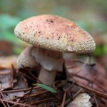 Gratka dla grzybiarzy. Ten grzyb jest jadalny tylko w określonej sytuacji