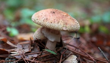 Gratka dla grzybiarzy. Ten grzyb jest jadalny tylko w określonej sytuacji