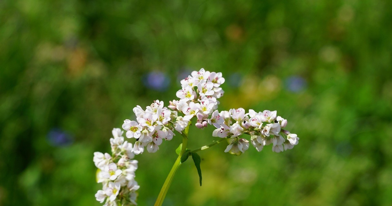 Гречка - ідеальна проміжна культура /pixabay.com