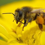 Greenpeace: Praca pszczół w Polsce warta jest ponad 4 mld zł