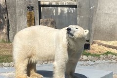 Gregor i Aleut - niedźwiedzie polarne z warszawskiego zoo