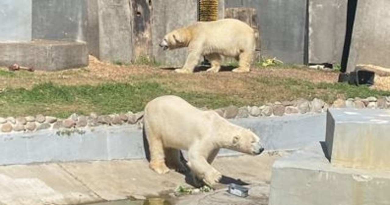 Gregor i Aleut - niedźwiedzie polarne z warszawskiego zoo