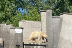 Gregor i Aleut - niedźwiedzie polarne z warszawskiego zoo