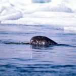 Grenlandia jest bezcenna także przyrodniczo. Są nawet jednorożce