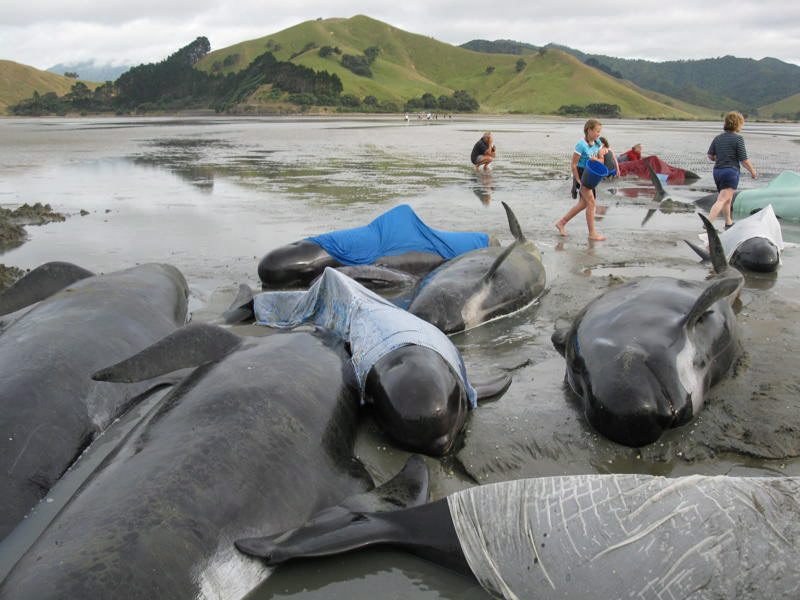 Grindwale na plaży /URSULA WALSH / HANDOUT /PAP/EPA