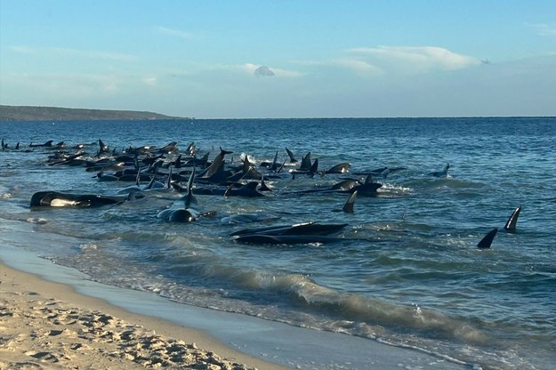 Grindwale ugrzęzły na plaży w pobliżu miasta Dunsborough na południowym zachodzie Australii /HANDOUT/AFP/East News /