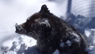 Grizzly Boo budzi się ze snu zimowego. Zobacz to!