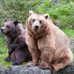 Grizzly kodiacki czy polarny. Jaki jest największy niedźwiedź na świecie?
