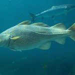 Gróbarczyk: KE zaproponuje wstrzymanie połowów na Bałtyku
