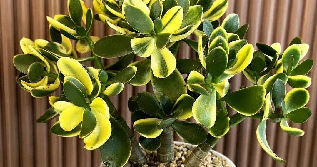 Грошове дерево накопичує воду в листках, тому потребує помірного поливу /Domena publiczna